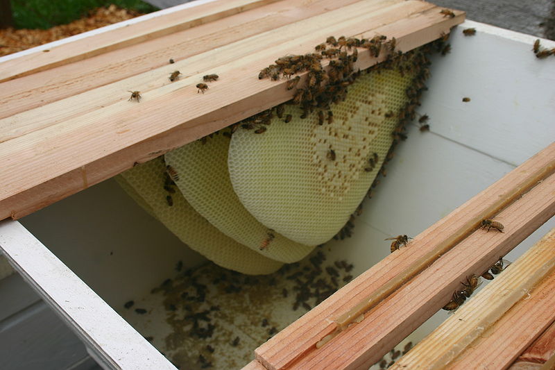 The inside of a top bar beehive