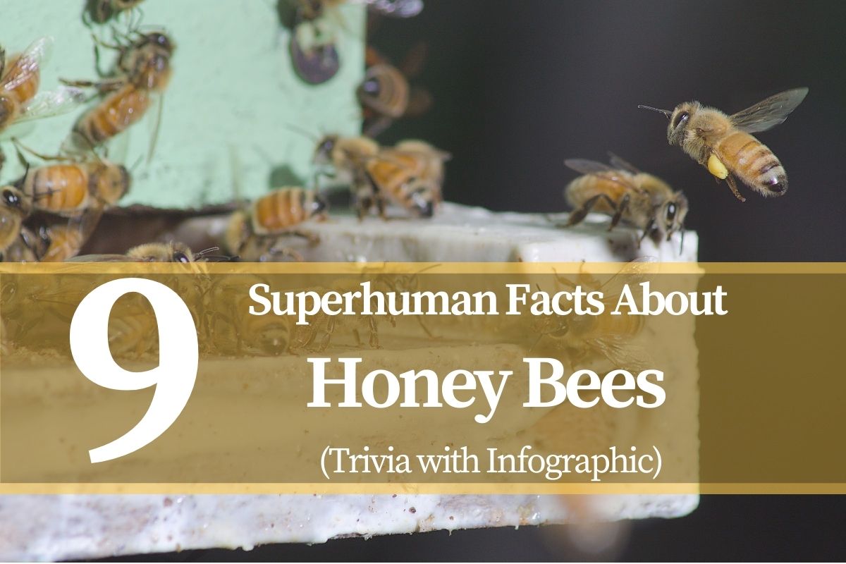 HONEY AND FACTS ABOUT THE BEES THAT MAKE IT